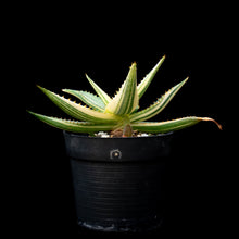 將圖片載入圖庫檢視器 Aloe Maculata (Variegated)
