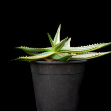 將圖片載入圖庫檢視器 Aloe Maculata (Variegated)
