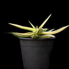 將圖片載入圖庫檢視器 Aloe Maculata (Variegated)
