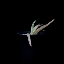 將圖片載入圖庫檢視器 Aloe Vera Var. Chinensis (Variegated)
