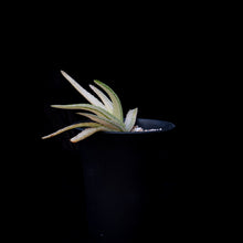 將圖片載入圖庫檢視器 Aloe Vera Var. Chinensis (Variegated)

