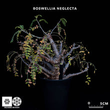 將圖片載入圖庫檢視器 Boswellia Neglecta
