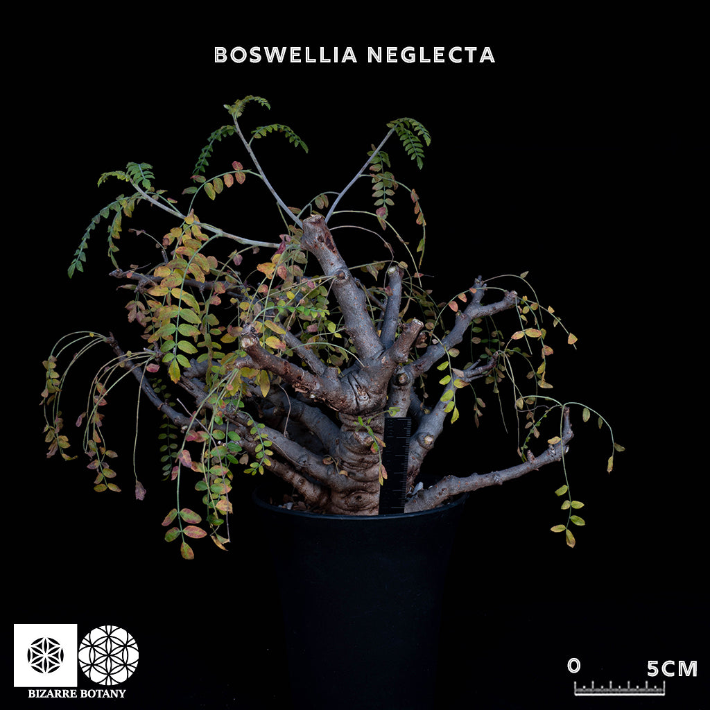 Boswellia Neglecta