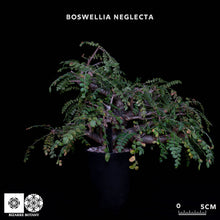 將圖片載入圖庫檢視器 Boswellia Neglecta
