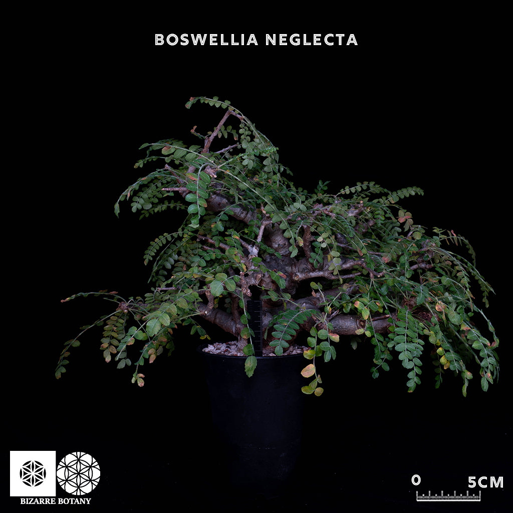 Boswellia Neglecta