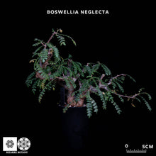 將圖片載入圖庫檢視器 Boswellia Neglecta
