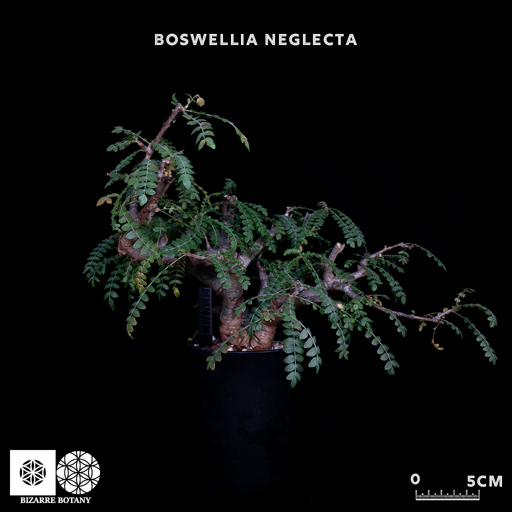 Boswellia Neglecta